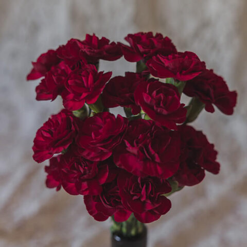 Burgundy Carnations - Mini - 10 stem bu - Flower Delivery - You Floral