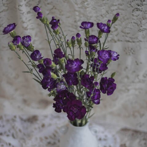 Dark Purple Carnations - Mini - 10 stem bu - Flower Delivery - You Floral