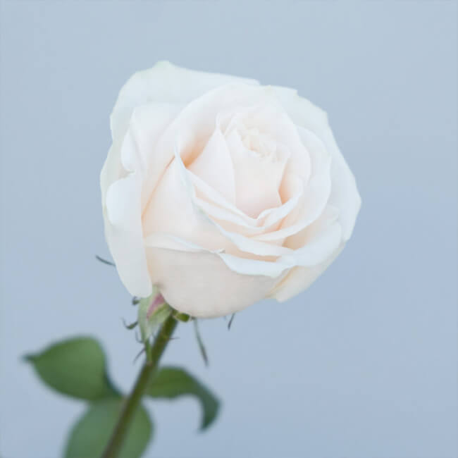 Ivory Roses – Standard - 25 stem bu - Flower Delivery - You Floral