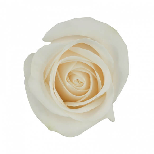 Ivory Roses – Standard - 25 stem bu