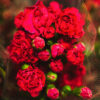 Red Carnation Standard Florist Near Me