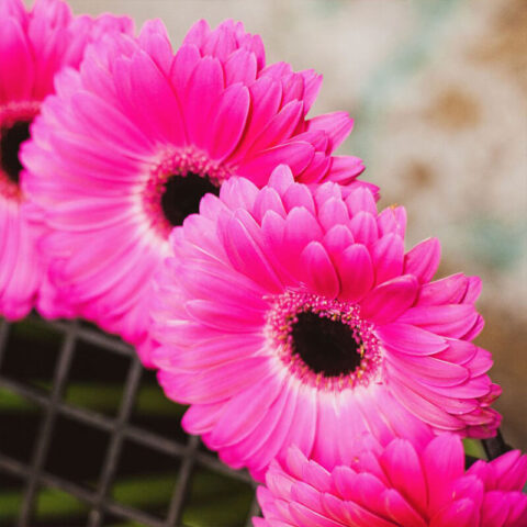 Hot Pink Gerbera - 10 stem bu - Flower Delivery - You Floral