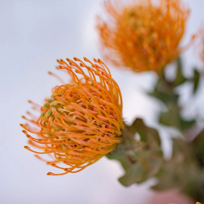 Protea Pincushion - Orange