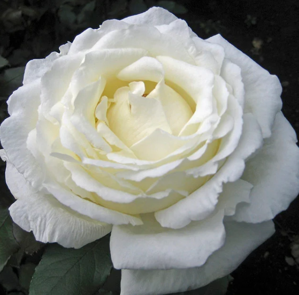 white rose