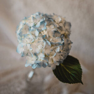 Blue Hydrangea Flower Delivery