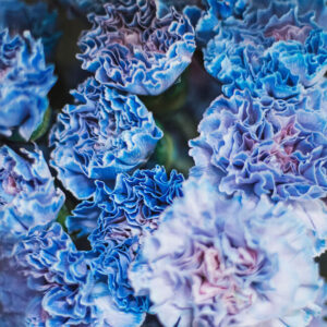 Tinted Blue Carnation Standard Florist Near Me